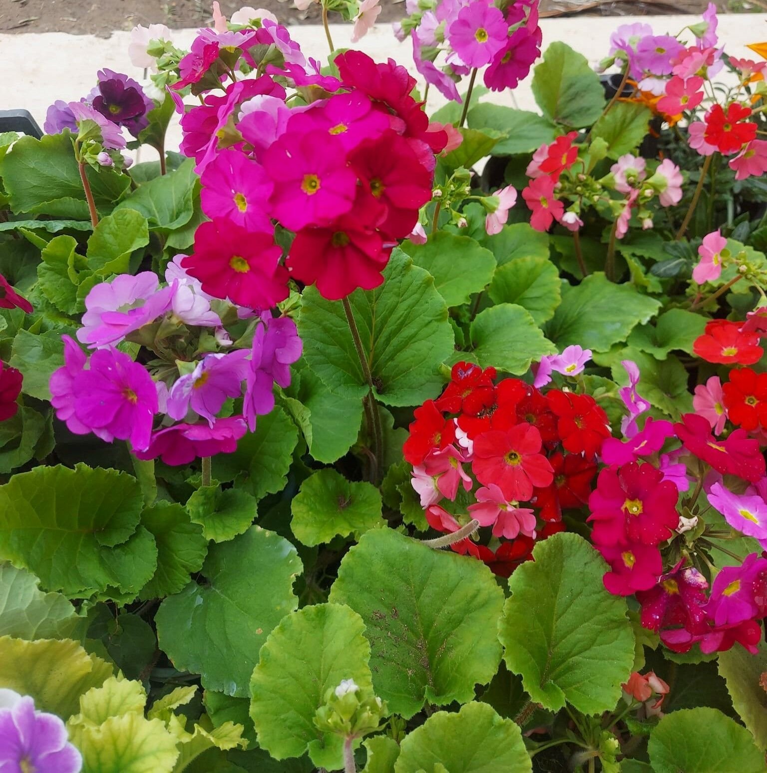 Onbir Ay Çiçeği-Primula Obcania-Saksıda