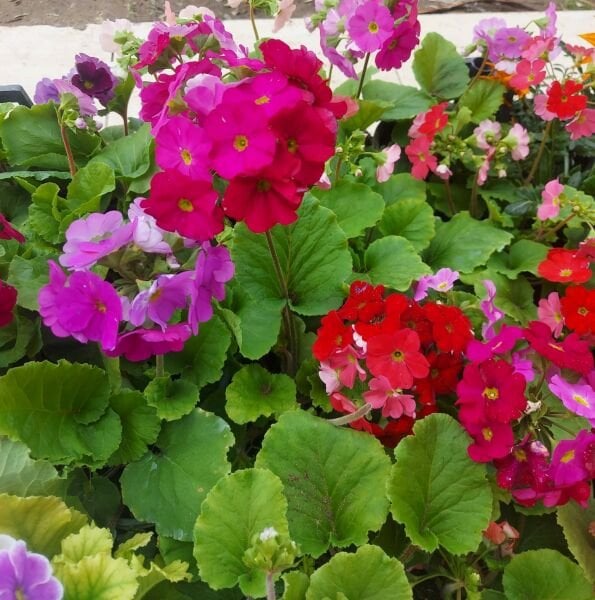 Onbir Ay Çiçeği-Primula Obcania-Saksıda