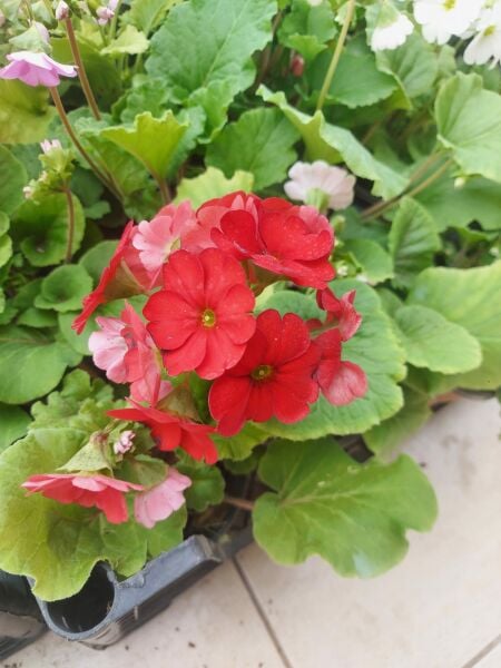 Onbir Ay Çiçeği-Primula Obcania-Saksıda