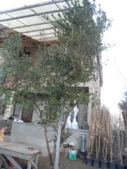 Mersin Ağacı Fidanı 15 Yaş-280 cm-16-18 Gövde Çapı