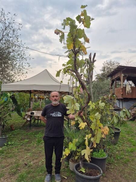 Kokulu Üzüm Fidanı 12 Yaş- 250 cm Boy-Gövde Çevresi  12-14 cm