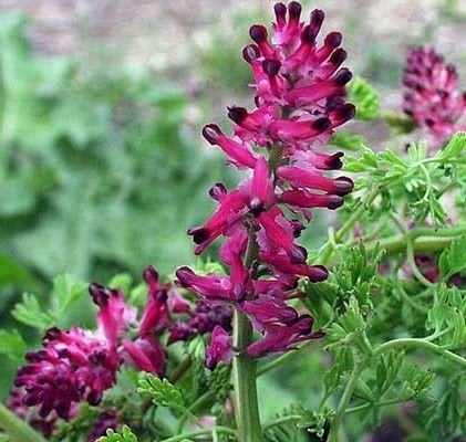 Şifalı Şahtere Otu Fidanı (Fumaria Officinalis)