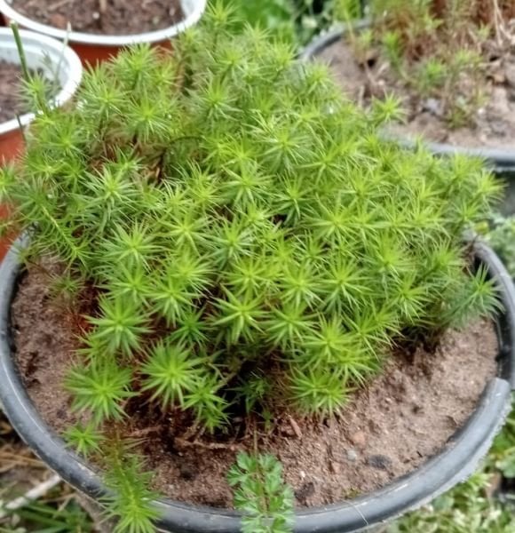Polytrichum Juniperinum ( Ardıç Saçı Yosunu)