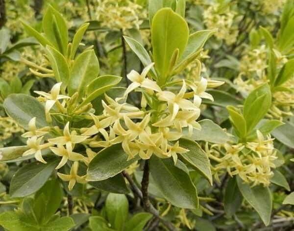 Daphne Pontica (Sırımağu) Kafkas Gülü Fidanı