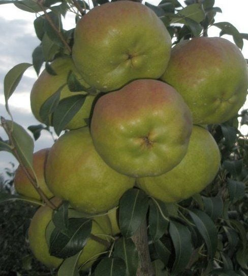 Armut (Deveci Armudu) Fidanı 6-7 Yaş-Boy-200-220 cm-Gövde Çevresi 10-14 cm