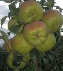 Armut (Deveci Armudu) Fidanı 6-7 Yaş-Boy-200-220 cm-Gövde Çevresi 10-14 cm