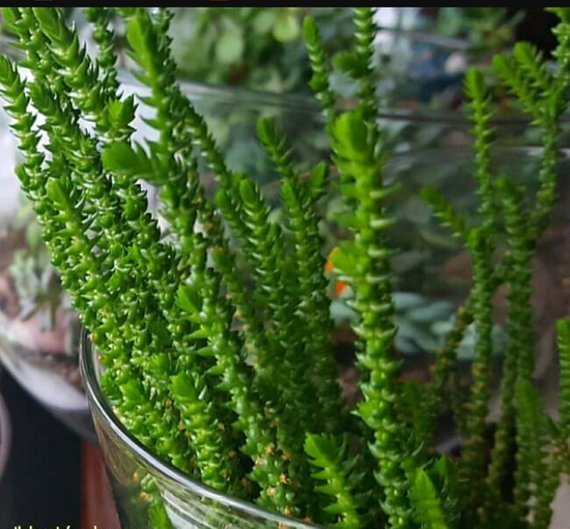 Crassula Muscosa 15-20 cm