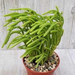 Crassula Muscosa 15-20 cm