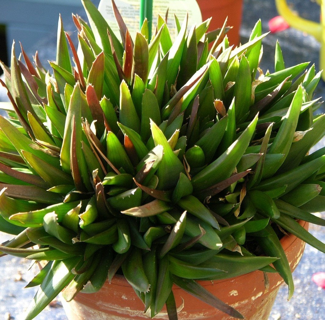 Aloe Black Gem-Saksılı