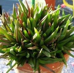 Aloe Black Gem-Saksılı