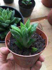 Aloe Black Gem-Saksılı