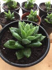 Aloe Black Gem-Saksılı