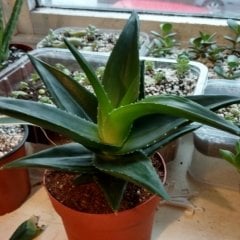 Aloe Black Gem-Saksılı
