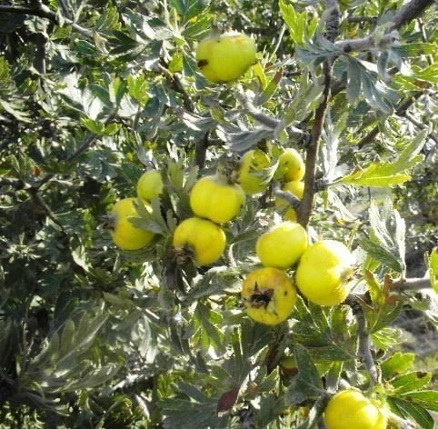 Alıç ( Sarı Meyveli ) Fidanı 12 Yaş-Gövde Çevresi 16-20 cm