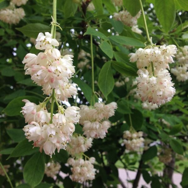 Staphylea Pinnata-Ağızlık Çalısı Fidanı 250-300 cm-Gövde Çevresi 24-28 cm