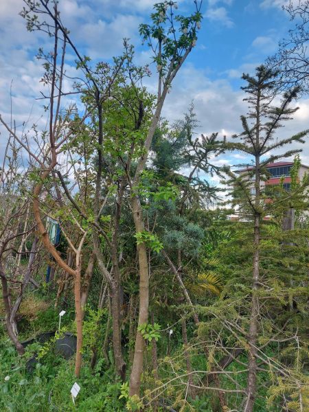 Staphylea Pinnata-Ağızlık Çalısı Fidanı 250-300 cm-Gövde Çevresi 24-28 cm