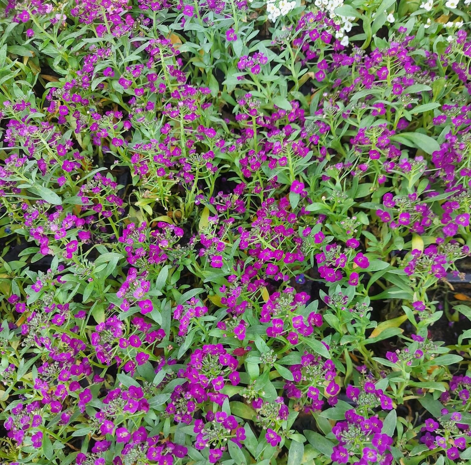 Alyssum-kraliyet Halısı Bodur Lobularia Maritima carpet of snow