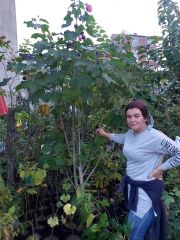 Hibiscus Mutabilis ( Yol Hatmi Fidanı) 250-280 cm-10 Yaş-Bol Çiçekli