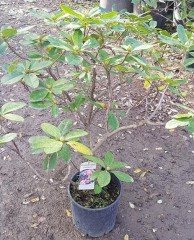 Rhododendron Eucharitis İthal Bol Dallı-Bol Çiçekli Özel Anaç Bitki