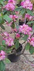 Rhododendron Eucharitis İthal Bol Dallı-Bol Çiçekli Özel Anaç Bitki