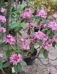 Rhododendron Eucharitis İthal Bol Dallı-Bol Çiçekli Özel Anaç Bitki