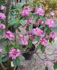 Rhododendron Eucharitis İthal Bol Dallı-Bol Çiçekli Özel Anaç Bitki