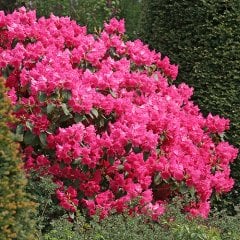 Rhododendron Germania İthal Bol Dallı-Bol Çiçek Açan Özel Anaç Bitki