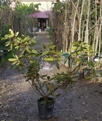 Rhododendron Ponticum Roseum  İthal Bol Dallı-Bol Çiçek Açan Özel Anaç Bitki