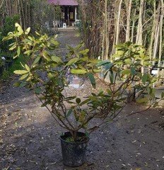 Rhododendron Ponticum Roseum  İthal Bol Dallı-Bol Çiçek Açan Özel Anaç Bitki
