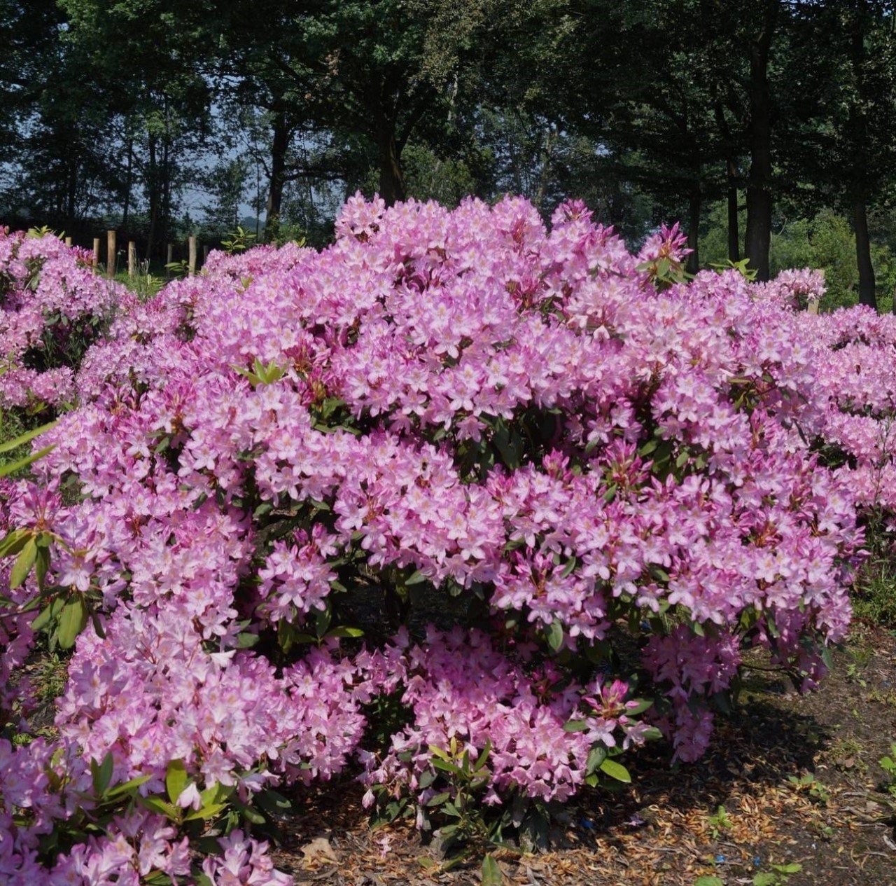 Rhododendron Ponticum Roseum  İthal Bol Dallı-Bol Çiçek Açan Özel Anaç Bitki