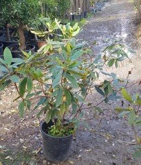 Rhododendron Ponticum Roseum  İthal Bol Dallı-Bol Çiçek Açan Özel Anaç Bitki