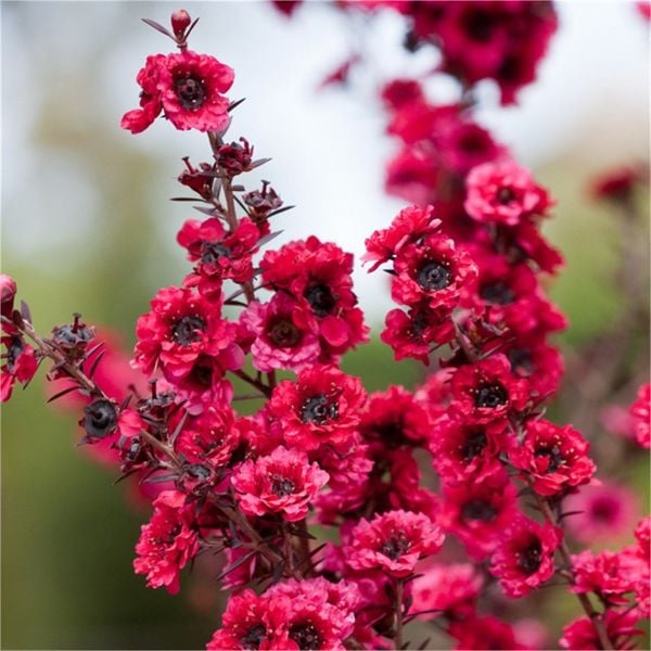 Leptospermum Lanigerum Coral Candy Okyanus Mersini, Manuka Çay Ağacı Fidanı 20-25 cm