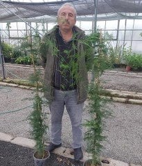 Tül kuşkonmaz (Asparagus Setaceus) 170-200 cm-Anaç Bitki