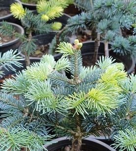 Abies Lasiocarpa-Alpin Göknarı Fidanı-Aşılı