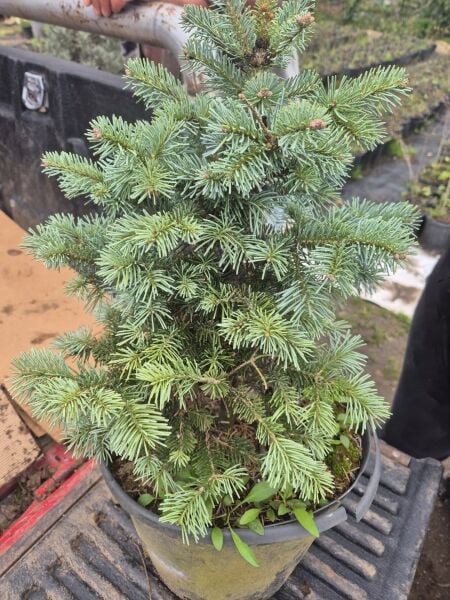 Abies Lasiocarpa-Alpin Göknarı Fidanı-Aşılı