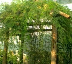 Tül kuşkonmaz (Asparagus Setaceus) 170-200 cm-Anaç Bitki