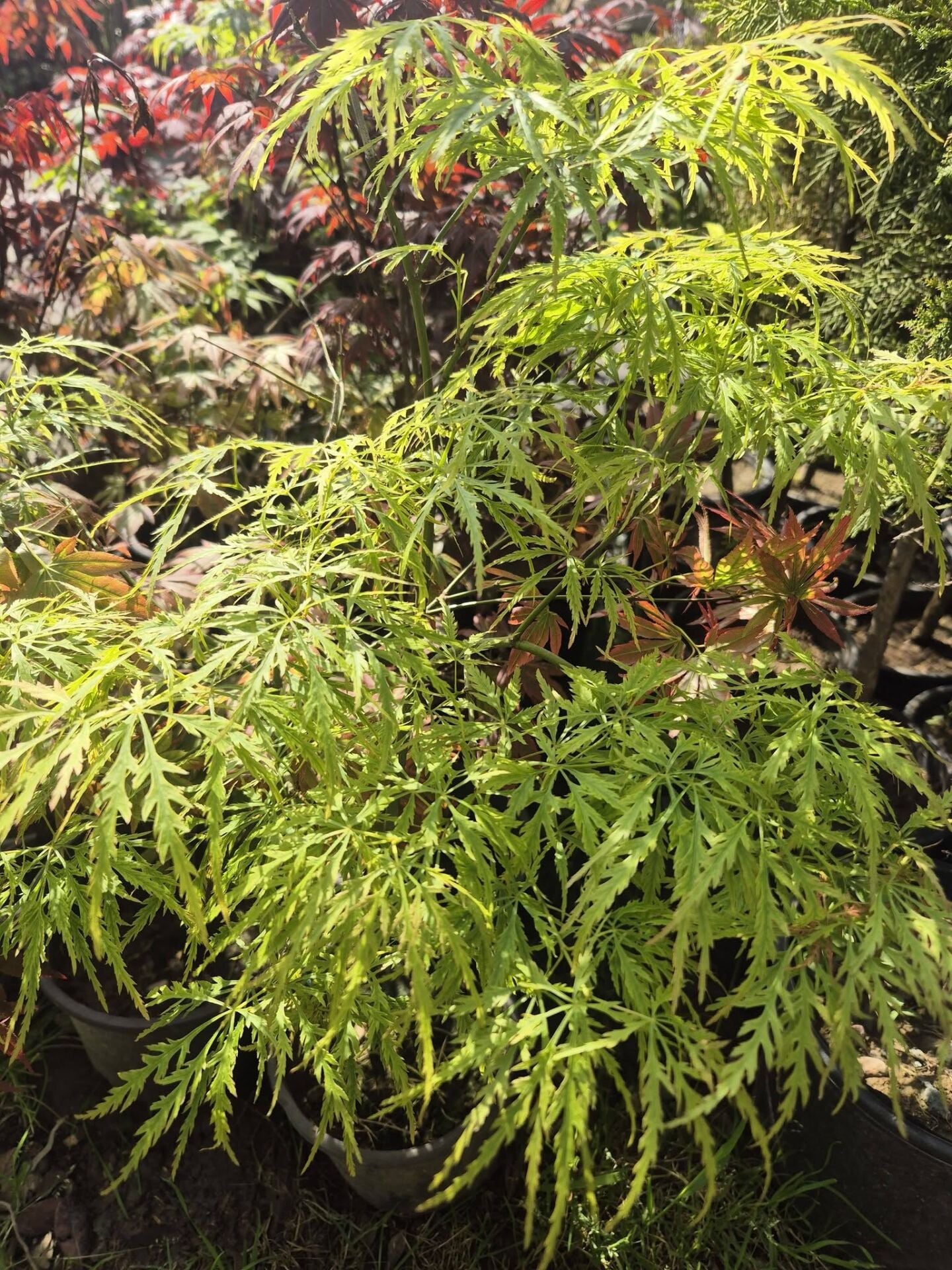 Akçaağaç Yeşil İnce Yapraklı Acer palmatum Dissectum, 100-130 cm, İTHAL, Saksıda