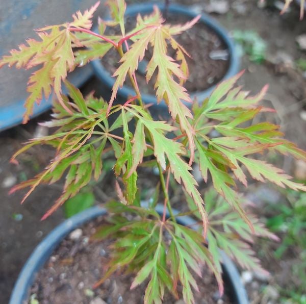 Akçaağaç Yeşil İnce Yapraklı Acer palmatum Dissectum, 100-130 cm, İTHAL, Saksıda