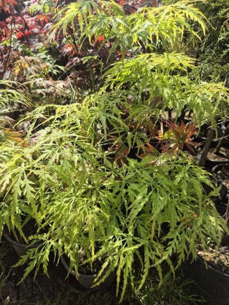 Akçaağaç Yeşil İnce Yapraklı Acer palmatum Dissectum, 100-130 cm, İTHAL, Saksıda