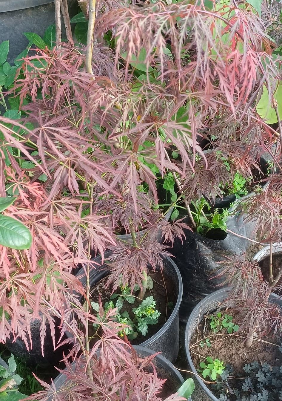 Acer palmatum 'Dissectum Garnet' 80-100 cm
