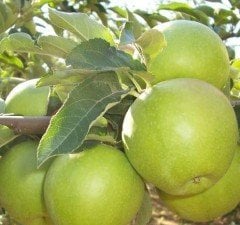 Elma (Granny Smith) Fidanı Boy 350 cm-20 Yaş-Gövde Çapı 32-34 cm