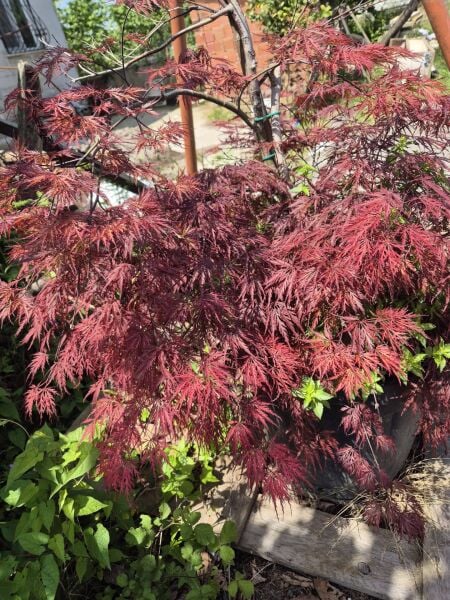 Acer palmatum 'Dissectum Garnet' Resimdeki Bitki
