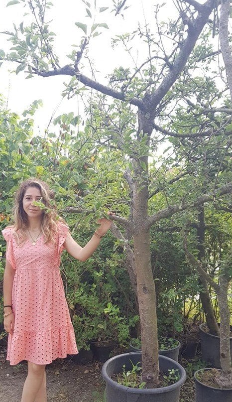 Elma (Granny Smith) Fidanı Boy 350 cm-20 Yaş-Gövde Çapı 32-34 cm