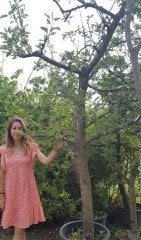Elma (Granny Smith) Fidanı Boy 350 cm-20 Yaş-Gövde Çapı 32-34 cm