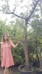 Elma (Granny Smith) Fidanı Boy 350 cm-20 Yaş-Gövde Çapı 32-34 cm