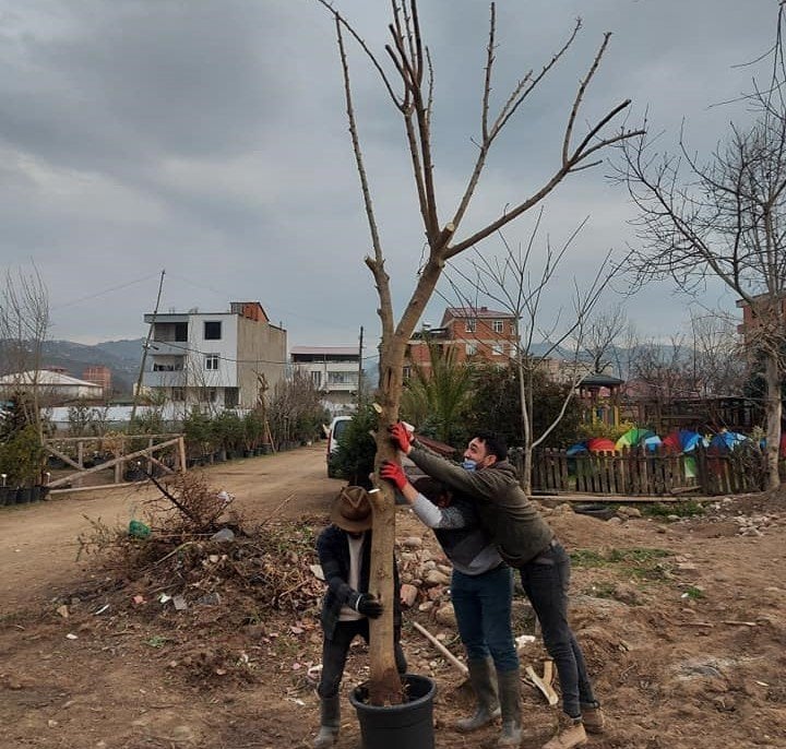 Pakistan Şah Dut Fidanı 20 Yaş-Boy 350-400 cm-Gövde Çevresi 40 cm