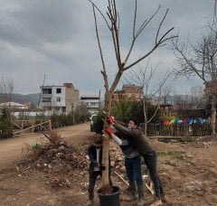 Pakistan Şah Dut Fidanı 20 Yaş-Boy 350-400 cm-Gövde Çevresi 40 cm