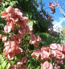Güvey Kandili Ağacı(Koelreuteria Paniculata) Boy 350 cm