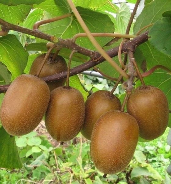Kivi (Hayward kiwi) Fidanı (Aşılı] 170-200 cm-5 Yaş 1Dişi-1 Erkek Fidan