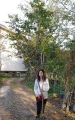 Güvey Kandili Ağacı(Koelreuteria Paniculata) Boy 350 cm